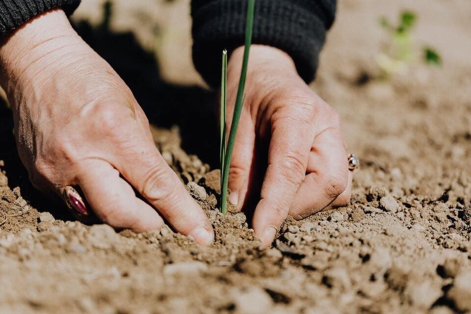 Semente sendo plantada na terra